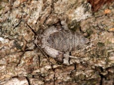 Theria crypta_имаго_криптическая окраска